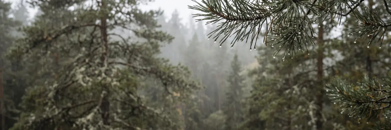 Rain over a pine forest, with drops on the needles in the foreground