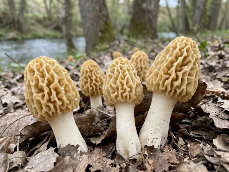 Pantorras amareladas entre a folla seca á beira dun río, na primavera