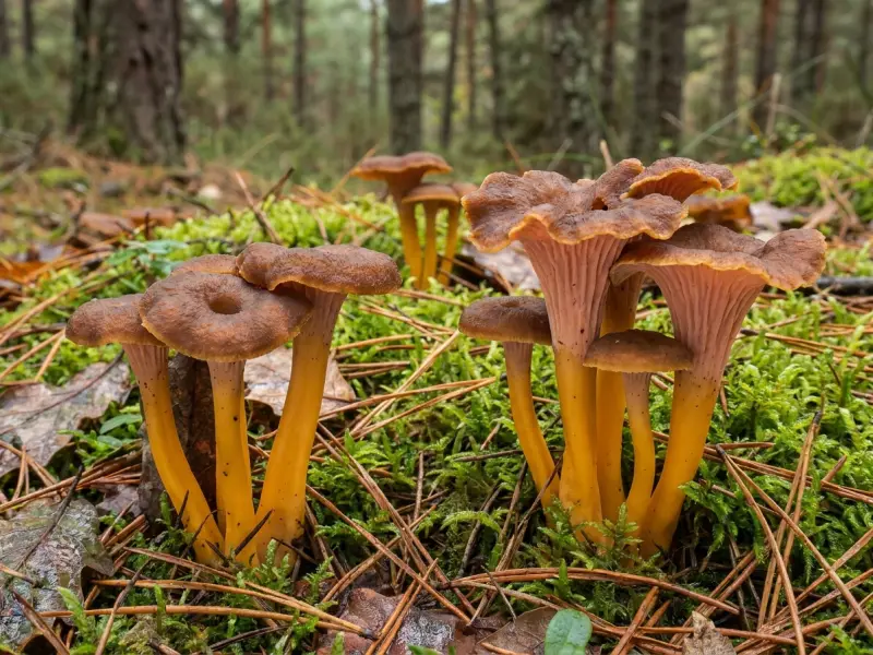 Grupos de trompetas amarelas sobre o musgo dun piñeiral, co sombreiro pardo alaranxado e o pé amarelo