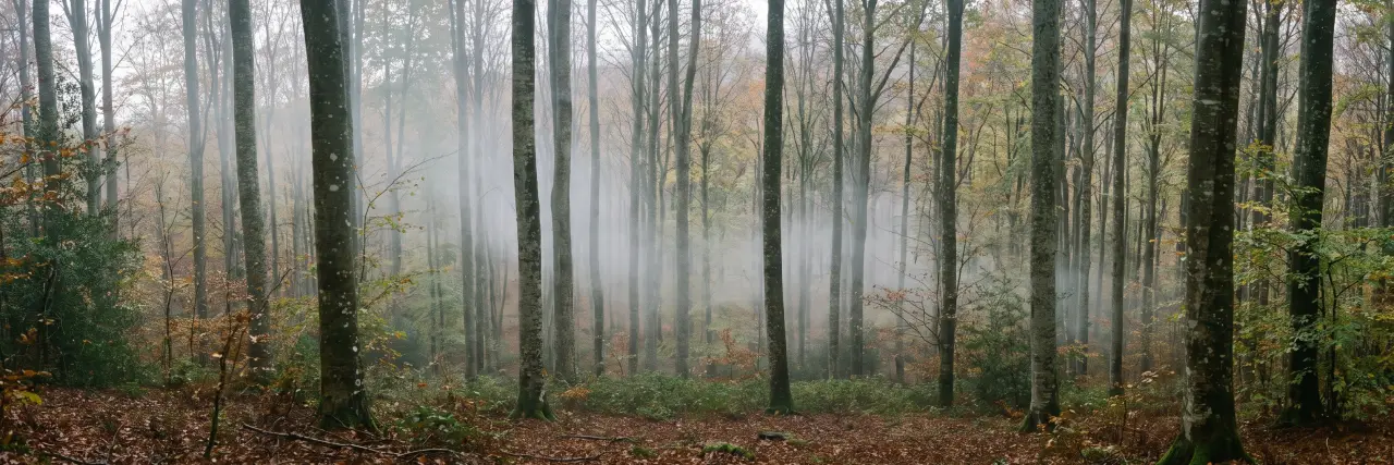 Niebla entre los troncos de un bosque tras las primeras lluvias de otoño