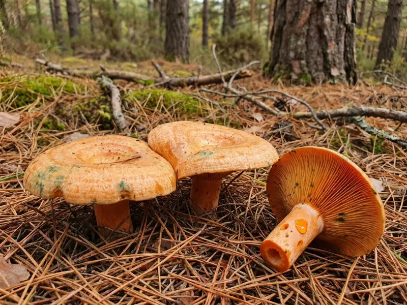 Rovellons de barret ataronjat entre fulles de pi