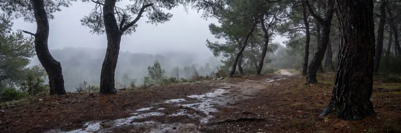 Pinar con niebla y el camino mojado tras una noche de lluvia