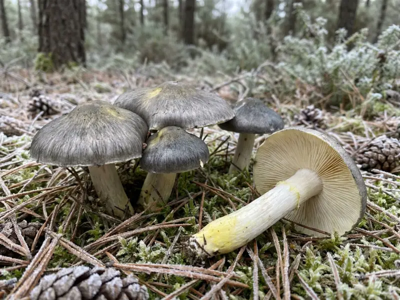 Tortullos grises nun piñeiral cuberto de xeada; un envorcado ensina as láminas abrancazadas e o pé con tons amarelos