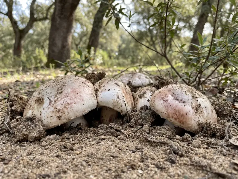 Gurumelos asomando nun chan areoso baixo as sobreiras, co sombreiro branco manchado de tons rosados e cuberto de terra