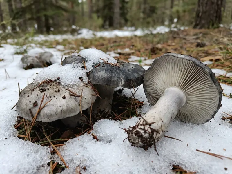 Limagos marzais grises saíndo entre a neve que se derrete nun bosque de montaña